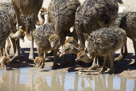 Family of ostriches drinking water from a pool in the hot sun of the Kalahariの写真素材