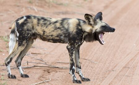 Lone African wild dog hunting calling to its matesの写真素材