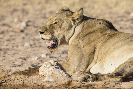 Large lioness drinking water from a small pool in the Kalahari on a hot dry dayの写真素材