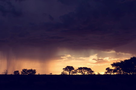 Kalahari rain storm approaching in the late afternoon with some silhouetted treesの写真素材