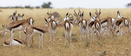 A herd of springbok grooming themselves after a rainstorm passedの写真素材