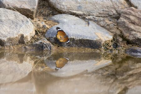 Beautiful butterfly sitting on a rock at a waterhole in the Kalahariの写真素材