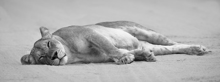 Close-up of a lioness lying down to sleep on the soft Kalahari sand in artistic conversionの写真素材