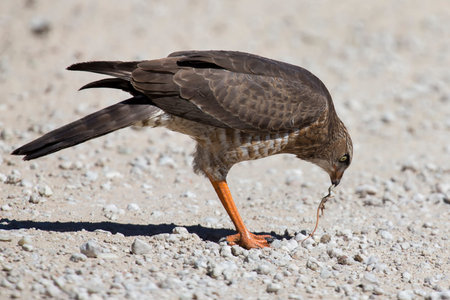 Female Pale Chanting Goshawk killing a small lizard on the ground in the Kalahari