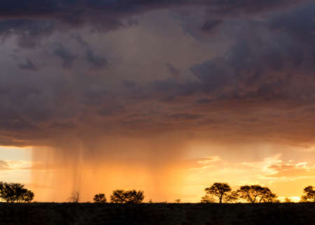 Kalahari rain storm approaching in the late afternoon with some silhouetted treesの写真素材