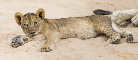 Small lion cub lay down to rest on the soft Kalahari sandの写真素材