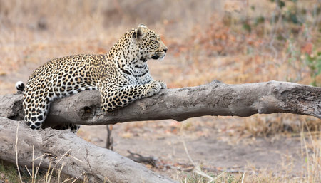 Leopard resting on a fallen tree log to rest after hunting