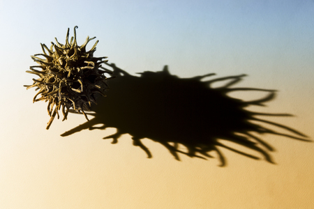 Photo of a tree seed in studio with shadow from a light on blue and orange backgroundの写真素材