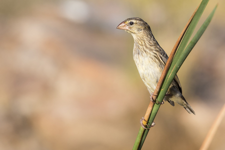 Southern Masked Weaver female perching on a reed near a waterhole in the Kalahariの写真素材