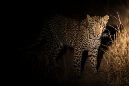 Lone leopard walking in darkness to hunt for food in nature