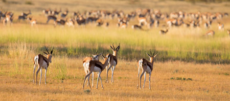 A herd of springbok grooming themselves after the rainstorm passedの写真素材