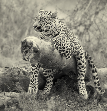 Leopard resting on a fallen tree log to rest after hunting artistic conversionの写真素材