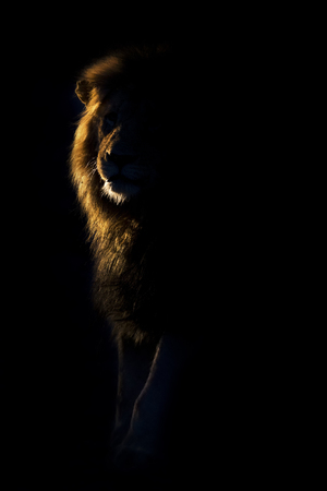 Silhouette of an adult lion male with huge mane walking in the darknessの写真素材