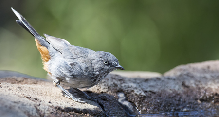 Chestnut Vented Tit-Babbler drinks water from a waterhole in the Kalahari desertの写真素材