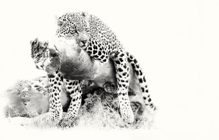 Leopard resting on a fallen tree log to rest after hunting artistic conversion
