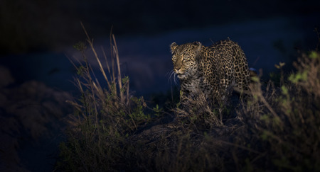 Lone leopard walking in darkness to hunt for food in natureの写真素材