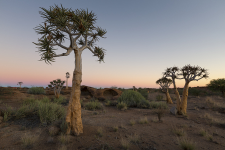 Landscape of a Quiver Trees with pastel sky and moon in the dry desertの写真素材