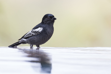Southern Black Tit sitting on the edge of a water pool to drinkの写真素材