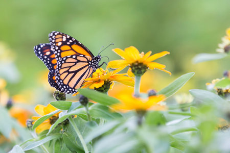 Macro of an orange and black butterfly sitting on some yellow flowers