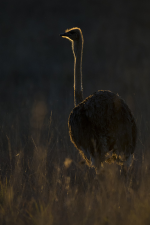 Lone male ostrich at sunset with rim lighting in long grassの写真素材