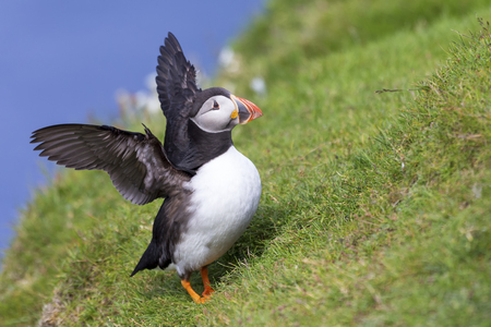 Puffin takes off to go catch fish on Shetland Island with strong windsの写真素材