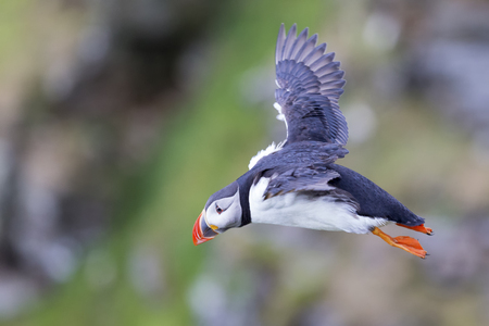 Puffin in flight to catch fish on Shetland Island and with strong windsの写真素材