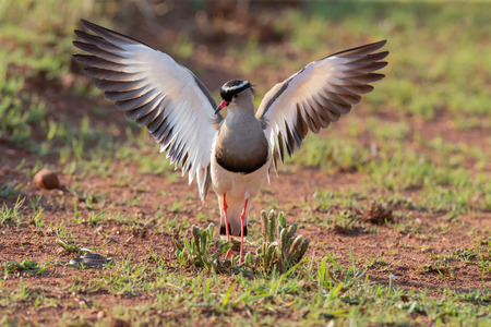 Crowned Lapwing trying to fend off a small snake from its nestの写真素材
