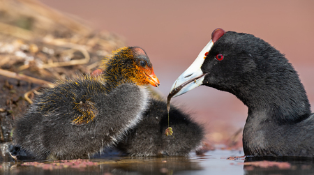 Red-knobbed coot chick is fed small fish by its mother to gain strengthの写真素材