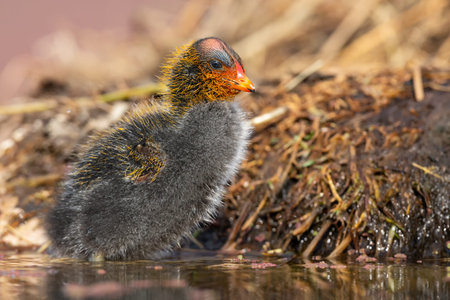One Red-knobbed coot chick leaves the safety of a nest to swim on a pondの写真素材