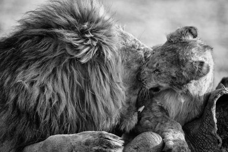 Lion male with a huge mane play with his cub on a carcass in artistic conversionの写真素材