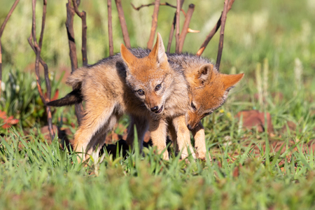 Two Black Backed Jackal puppies play in short green grass to develop their skillsの写真素材