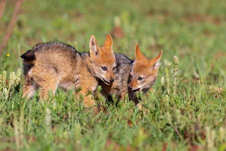 Two Black Backed Jackal puppies play in short green grass to develop their skillsの写真素材