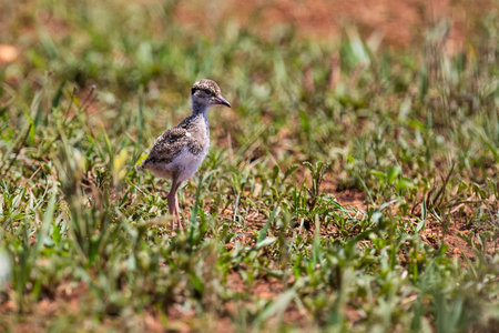 Baby crowned lapwing chick walking in short green grass looking for its mom