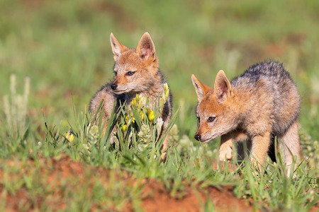 Two Black Backed Jackal puppies play in short green grass to develop their skillsの写真素材