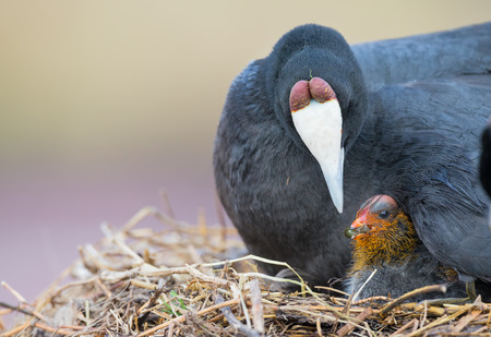 Red Knobbed Coot sitting on a nest with two chicks protecting themの写真素材
