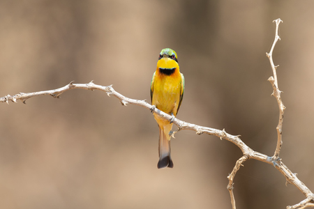 Close-up of a Little Bee Eater taking sitting on a perch waiting for preyの写真素材