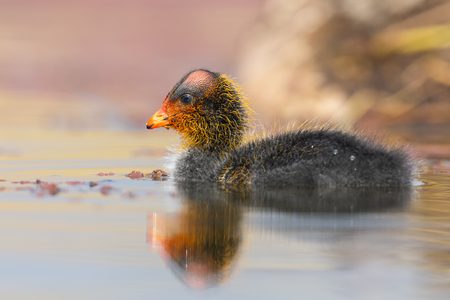 One Red-knobbed coot chick swims on a still water pondの写真素材