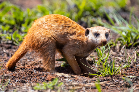 Meerkat digging in the soil to hunt worms for eating in the sunlightの写真素材