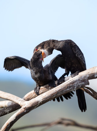 Reed Cormorant mother feeding her young fish that she regurgitates
