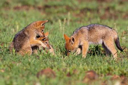 Three Black Backed Jackal puppies play in short green grass to develop their skillsの写真素材
