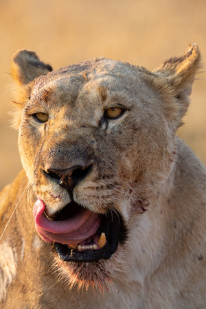 Portrait of a big lioness licking the blood from her face after eating from a killの写真素材