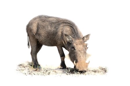 Warthog feeding on short grass in an artistic conversion high keyの写真素材