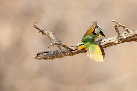 Close-up of a Little Bee Eater taking off from a perch to catch prey