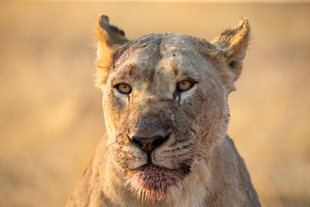 Portrait of a big lioness with blood on her face after eating from a killの写真素材