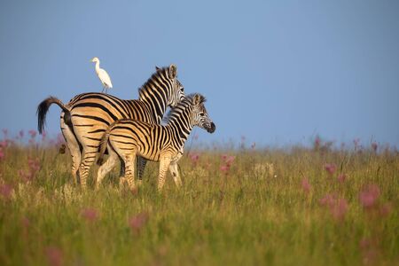 Zebra mare and foal walking away over a ridge with an egret on her backの写真素材
