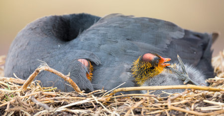 Red Knobbed Coot sitting on a nest with two chicks protecting themの写真素材