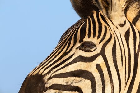 Close-up portrait of a zebra in nature with dark black stripesの写真素材