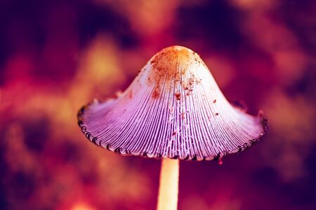 Macro of a pink mushroom in the soft light of a morning sun artistic conversionの写真素材