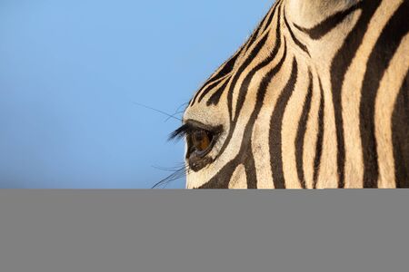 Close-up portrait of a zebra in nature with dark black stripes
