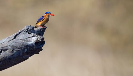 One Malachite Kingfisher sitting on a log in the sun with a brown backgroundの写真素材